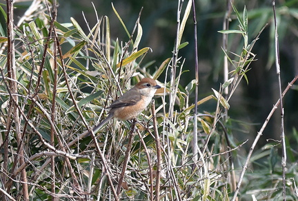 モズ♀2021.02.13平塚（撮影　岡根武彦）