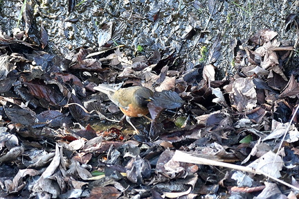 落ち葉をめくるアカハラ2021.02.07平塚（撮影　岡根武彦）