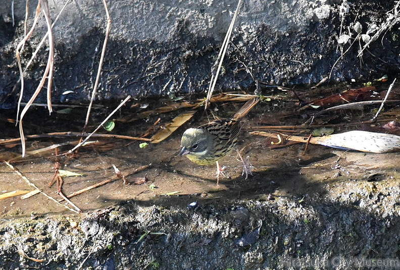 アオジ♂2021.02.22大磯（撮影　岡根武彦）.jpg