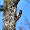 アカゲラ♀2021.02.24平塚（撮影　岡根武彦）