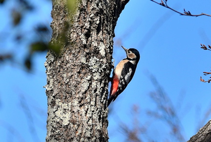 アカゲラ♀2021.02.24平塚（撮影　岡根武彦）