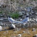 オナガ水飲み2021.02.10平塚（撮影　岡根武彦）