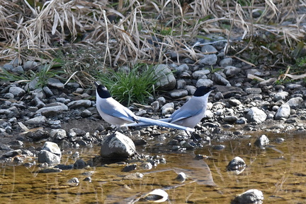 オナガ水飲み2021.02.10平塚（撮影　岡根武彦）
