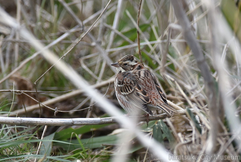 カシラダカ♀2021.02.24平塚（撮影　岡根武彦）.jpg