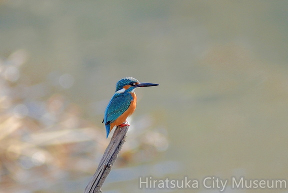 カワセミ♂2021.02.07平塚（撮影　岡根武彦）