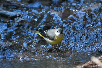 キセキレイ♀2021.02.09平塚（撮影　岡根武彦）