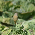 ジョウビタキ♀2021.02.13平塚（撮影　岡根武彦）