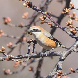 平塚と周辺の鳥（撮影　鈴木真由美）