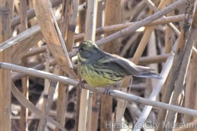 アオジ2021.01.20平塚（撮影　鈴木真由美）.jpg