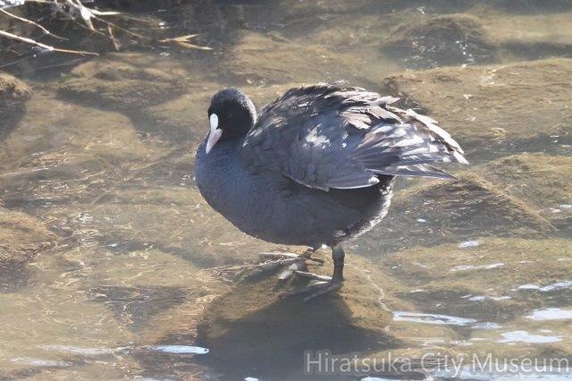 オオバン2021.01.25寒川（撮影　鈴木真由美）.jpg