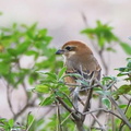 モズ♀2021.02.08平塚（撮影　鈴木真由美）
