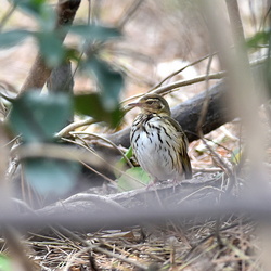 平塚と大磯の野鳥（撮影　岡根武彦）