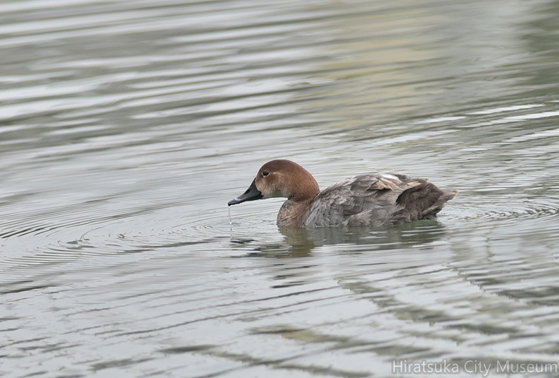 ホシハジロ♀2021.03.12平塚（撮影　岡根武彦）.jpg