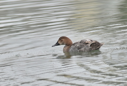 ホシハジロ♀2021.03.12平塚（撮影　岡根武彦）