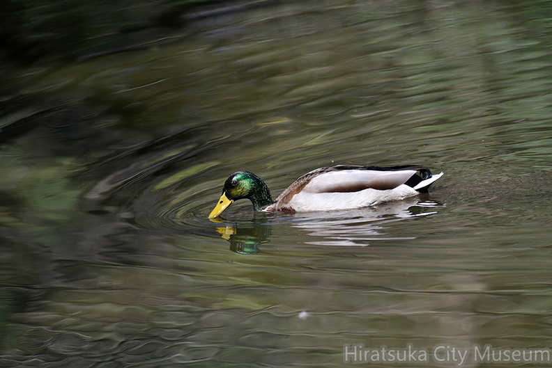 マガモ♂2021.03.18平塚（撮影　岡根武彦）.jpg