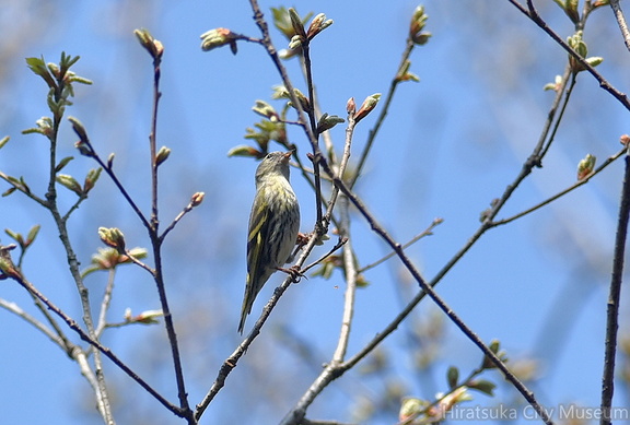 マヒワ♀2021.03.26平塚（撮影　岡根武彦）
