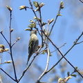 マヒワ♀2021.03.26平塚（撮影　岡根武彦）