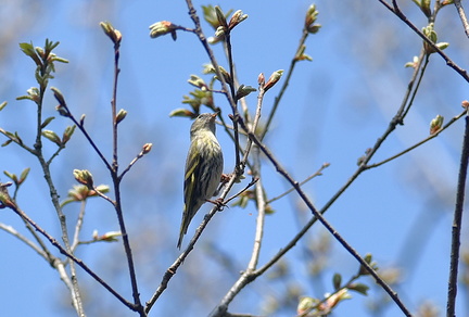 マヒワ♀2021.03.26平塚（撮影　岡根武彦）