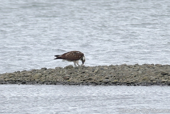 ミサゴ採食2021.03.25平塚（撮影　岡根武彦）