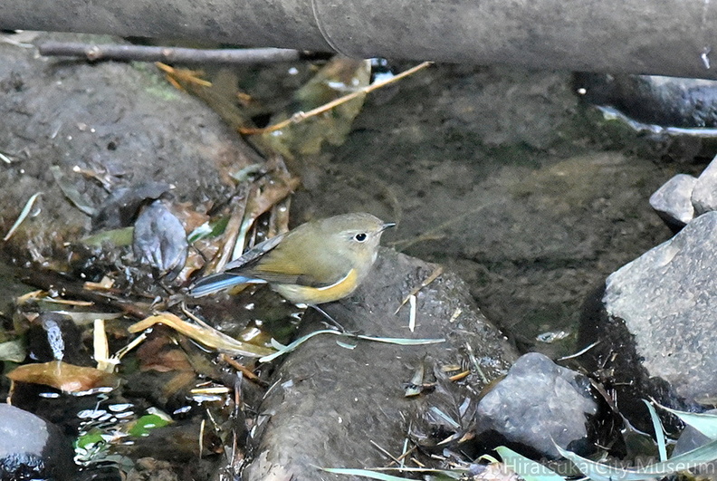 ルリビタキ♂2021.03.03平塚（撮影　岡根武彦）.jpg