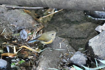 ルリビタキ♂2021.03.03平塚（撮影　岡根武彦）