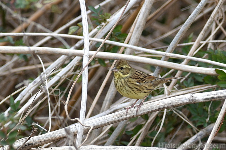 アオジ♀2021.02.26平塚（撮影　岡根武彦）.jpg