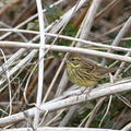アオジ♀2021.02.26平塚（撮影　岡根武彦）