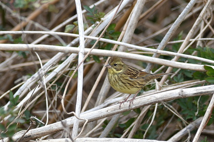 アオジ♀2021.02.26平塚（撮影　岡根武彦）