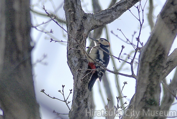 アカゲラ♂2021.03.11平塚（撮影　岡根武彦）