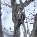 アカゲラ♂2021.03.11平塚（撮影　岡根武彦）