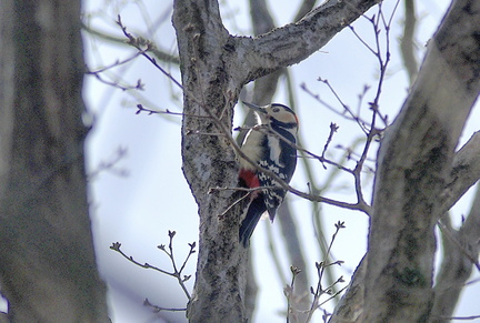 アカゲラ♂2021.03.11平塚（撮影　岡根武彦）