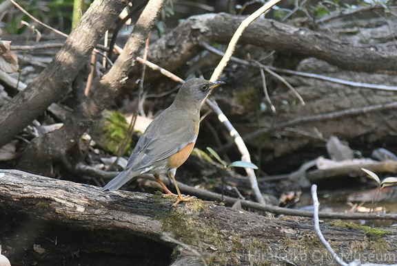 アカハラ2021.03.18平塚（撮影　岡根武彦）