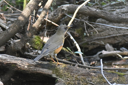 アカハラ2021.03.18平塚（撮影　岡根武彦）