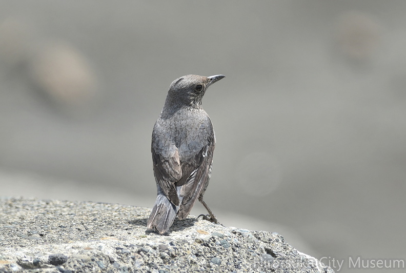 イソヒヨドリ♀2021.03.22平塚（撮影　岡根武彦）.jpg