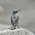 イソヒヨドリ♀2021.03.22平塚（撮影　岡根武彦）
