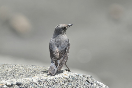 イソヒヨドリ♀2021.03.22平塚（撮影　岡根武彦）