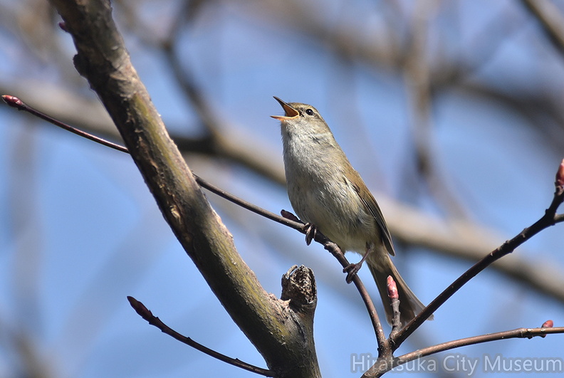 ウグイス囀り2021.03.17平塚（撮影　岡根武彦）.jpg