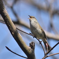 ウグイス囀り2021.03.17平塚（撮影　岡根武彦）