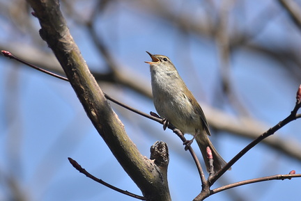 ウグイス囀り2021.03.17平塚（撮影　岡根武彦）