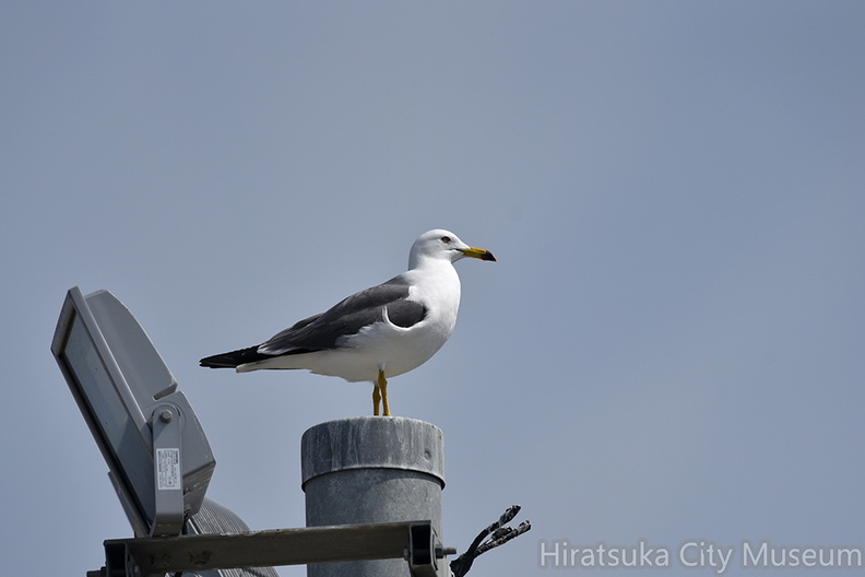 ウミネコ2021.03.27平塚（撮影　岡根武彦）.jpg