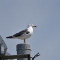 ウミネコ2021.03.27平塚（撮影　岡根武彦）
