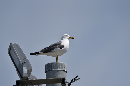 ウミネコ2021.03.27平塚（撮影　岡根武彦）