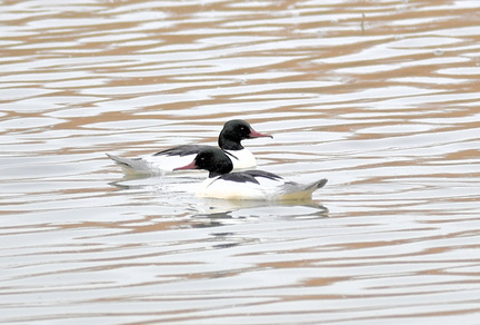 カワアイサ♂2021.02.26平塚（撮影　岡根武彦）