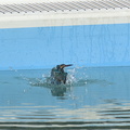 カワセミ♂水浴び2021.03.06平塚（撮影　岡根武彦）
