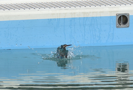 カワセミ♂水浴び2021.03.06平塚（撮影　岡根武彦）