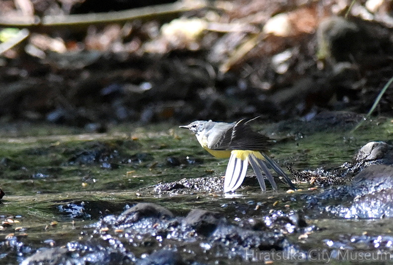 キセキレイ2021.03.16平塚（撮影　岡根武彦）.jpg