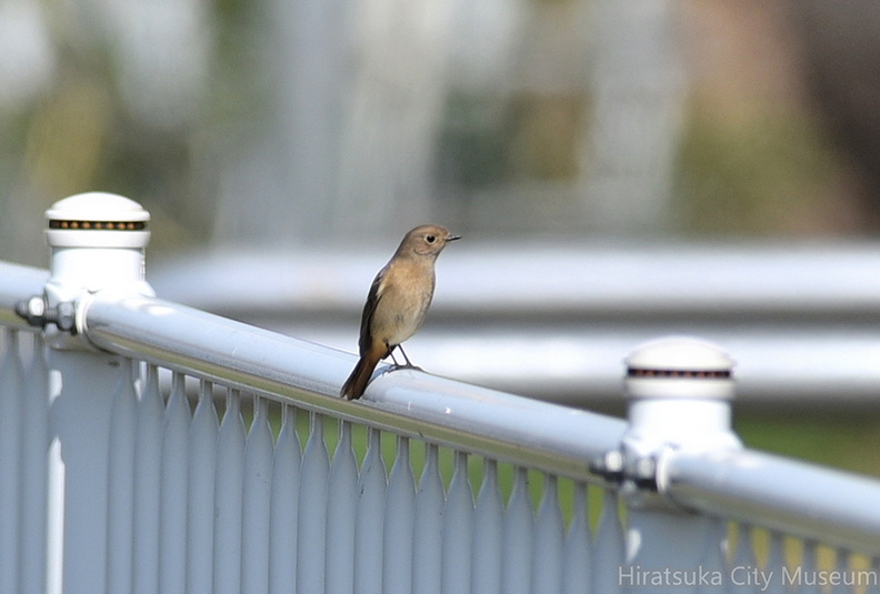 ジョウビタキ♀2021.03.24平塚（撮影　岡根武彦）.jpg