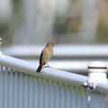 ジョウビタキ♀2021.03.24平塚（撮影　岡根武彦）