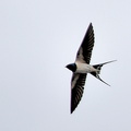 ツバメ♀2021.03.20平塚（撮影　岡根武彦）