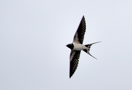 ツバメ♀2021.03.20平塚（撮影　岡根武彦）